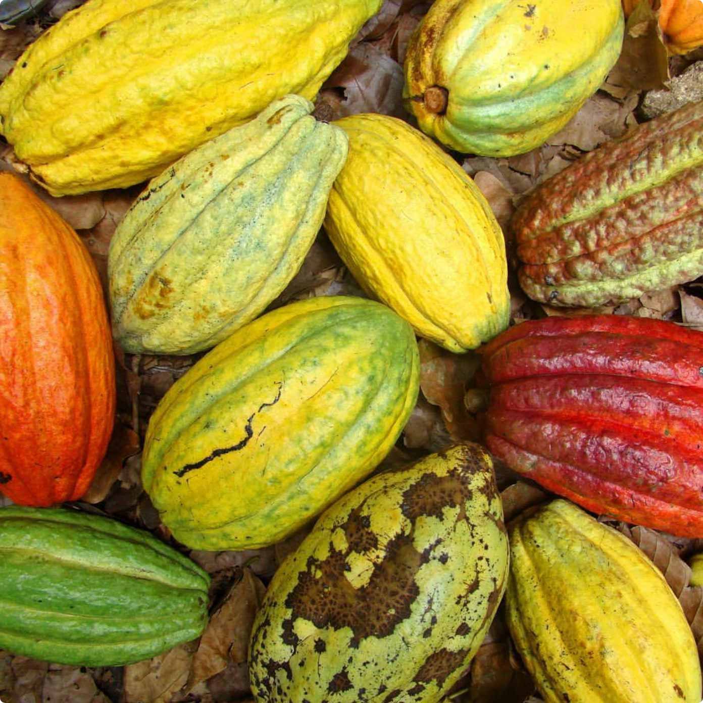 Encuentro - Des fèves de cacao bio d'exception